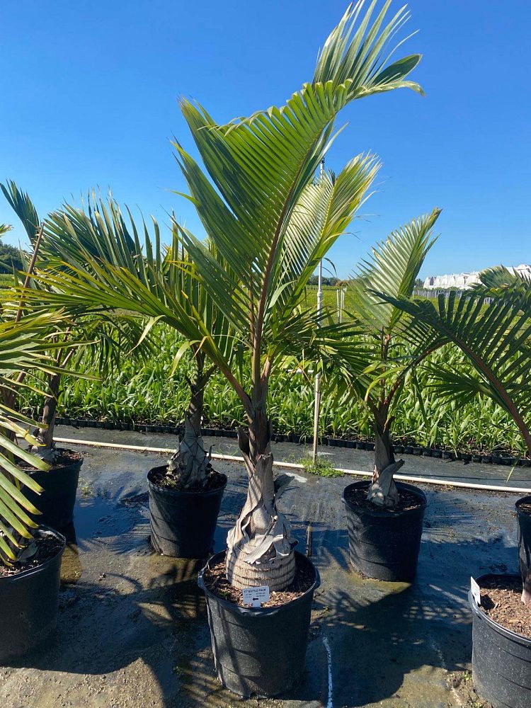 hyophorbe-lagenicaulis-bottle-palm