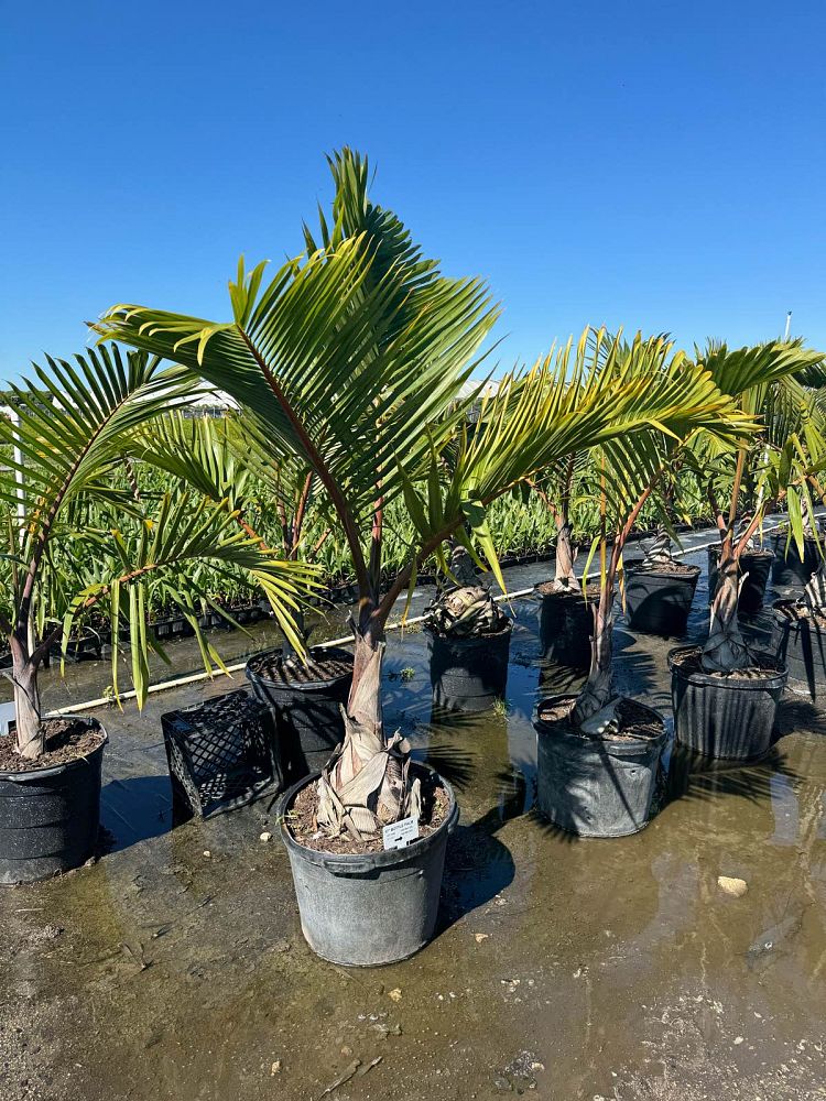 hyophorbe-lagenicaulis-bottle-palm