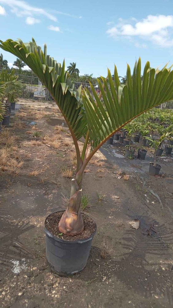 hyophorbe-lagenicaulis-bottle-palm