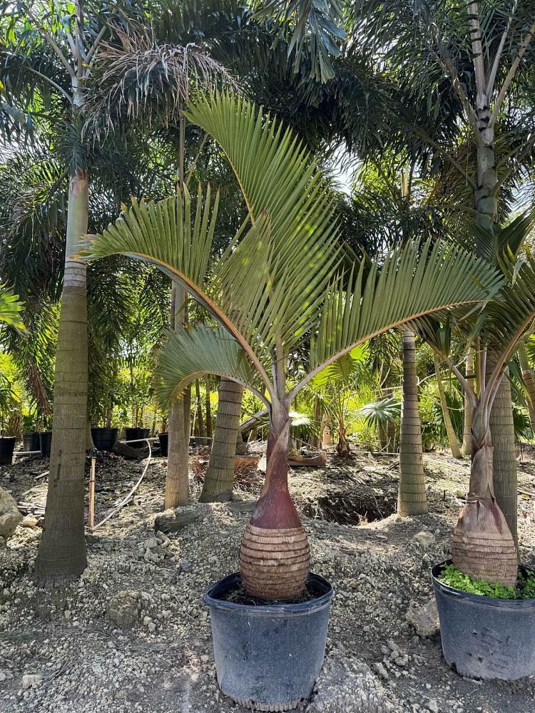 hyophorbe-lagenicaulis-bottle-palm