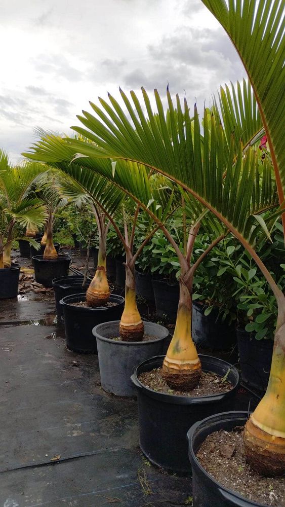 hyophorbe-lagenicaulis-bottle-palm