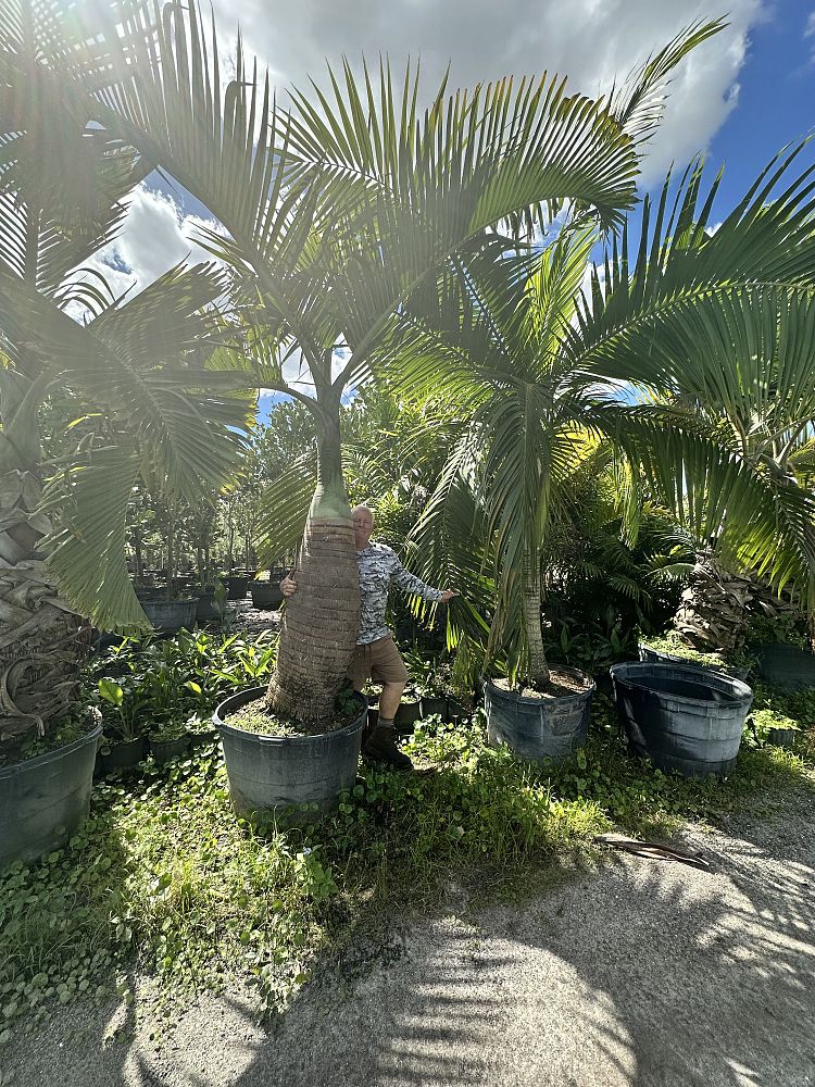 hyophorbe-lagenicaulis-bottle-palm