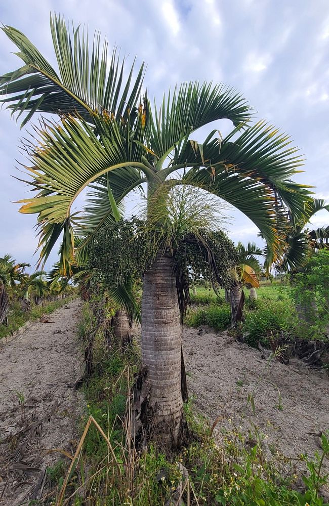 hyophorbe-lagenicaulis-bottle-palm