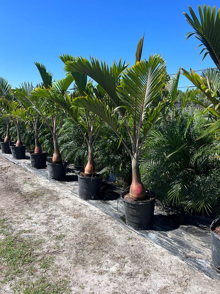 hyophorbe-lagenicaulis-bottle-palm