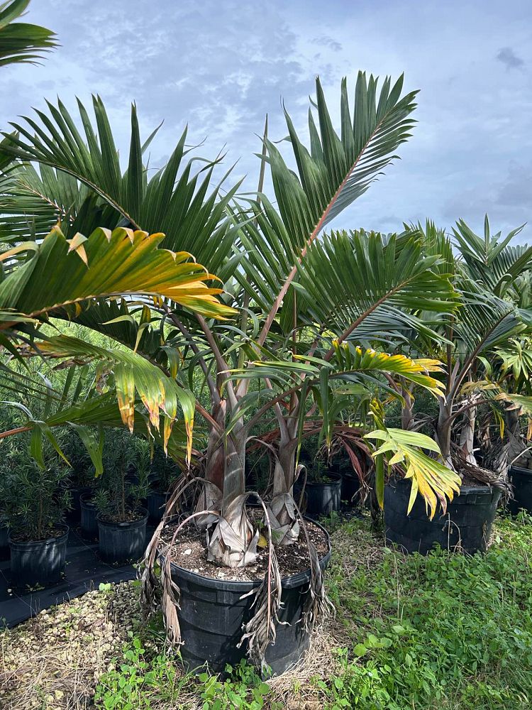 hyophorbe-lagenicaulis-bottle-palm