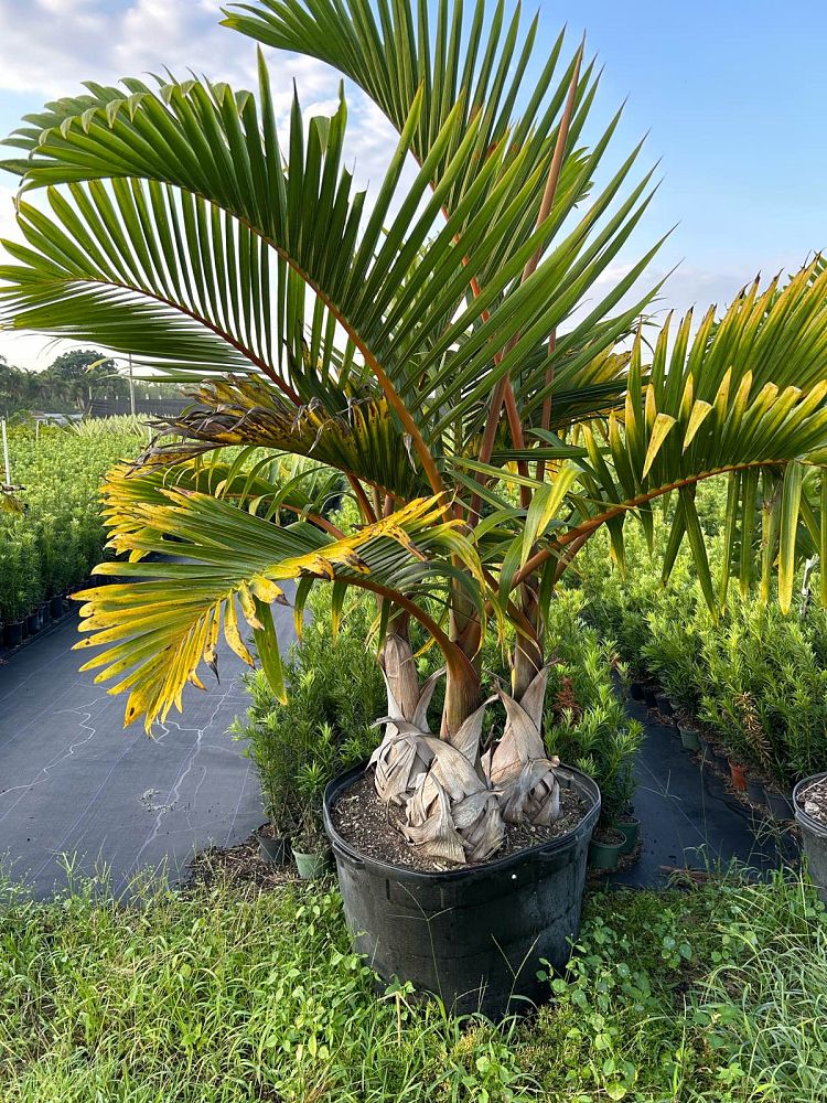 hyophorbe-lagenicaulis-bottle-palm