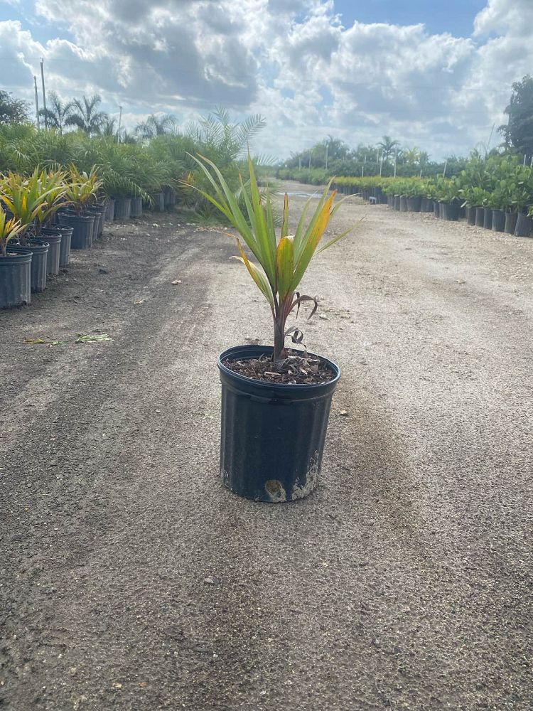hyophorbe-lagenicaulis-bottle-palm