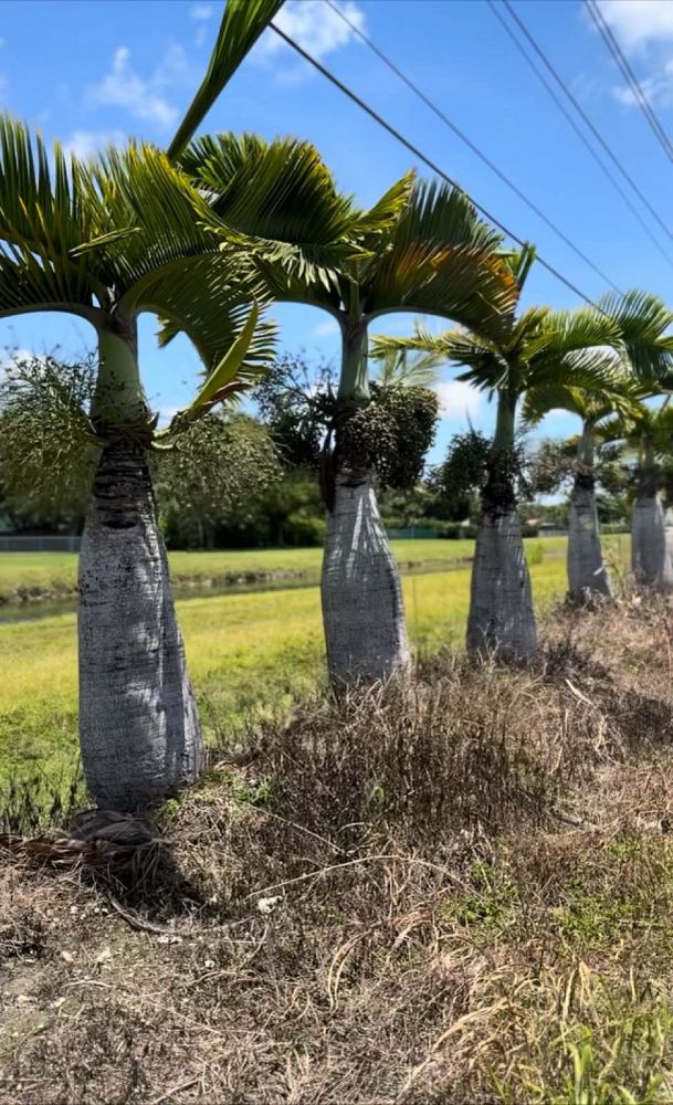 hyophorbe-lagenicaulis-bottle-palm