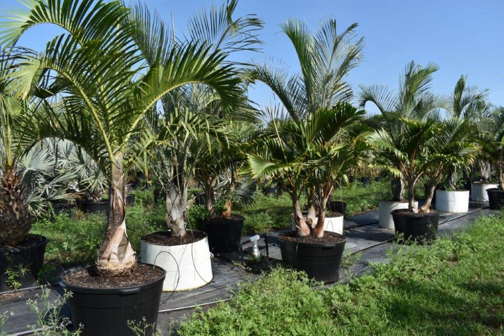 hyophorbe-lagenicaulis-bottle-palm