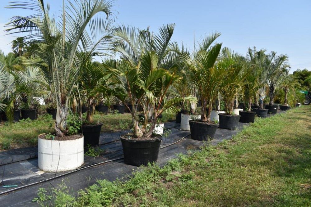 hyophorbe-lagenicaulis-bottle-palm