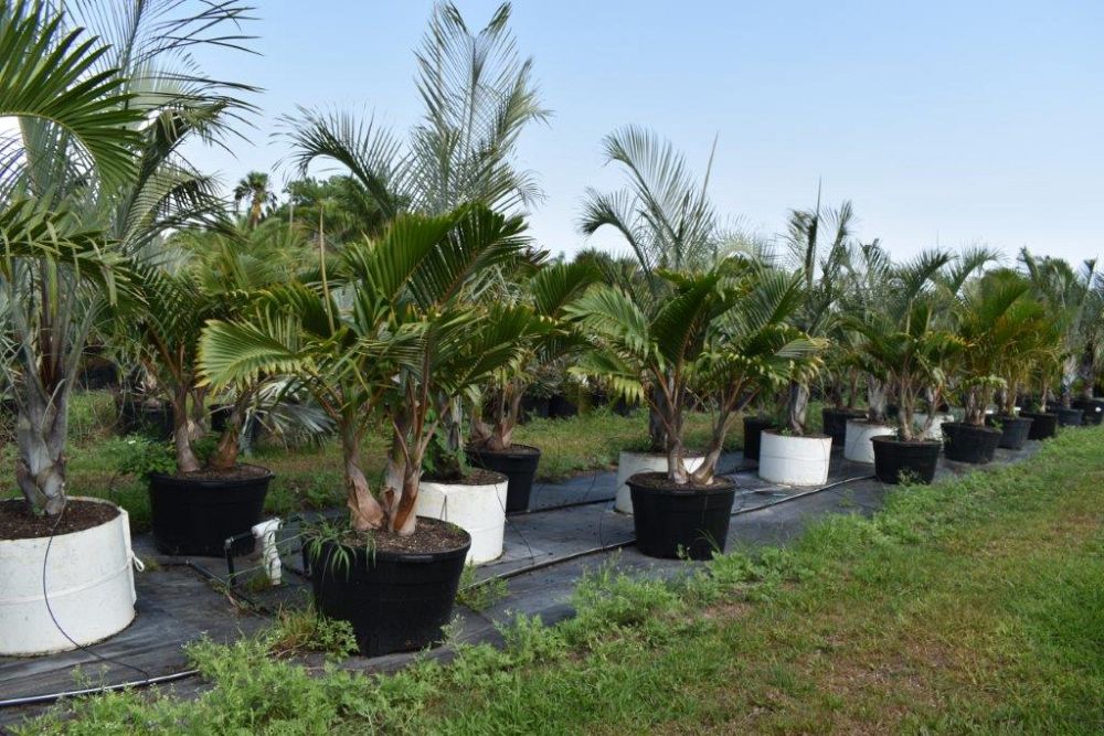 hyophorbe-lagenicaulis-bottle-palm