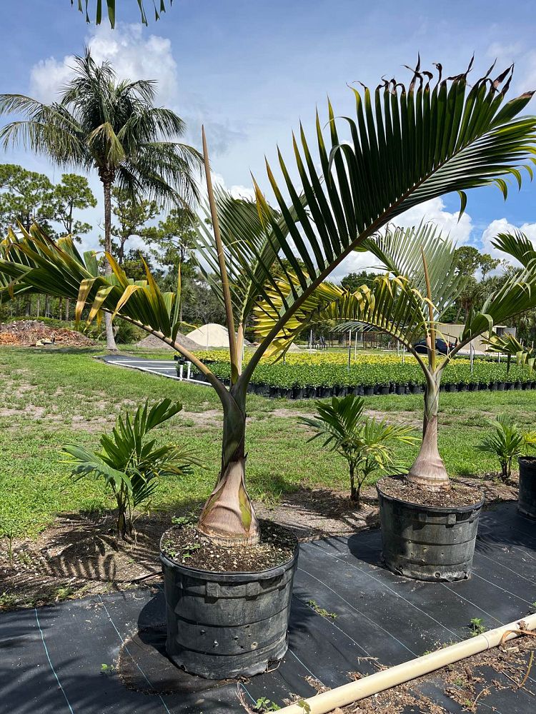 hyophorbe-lagenicaulis-bottle-palm