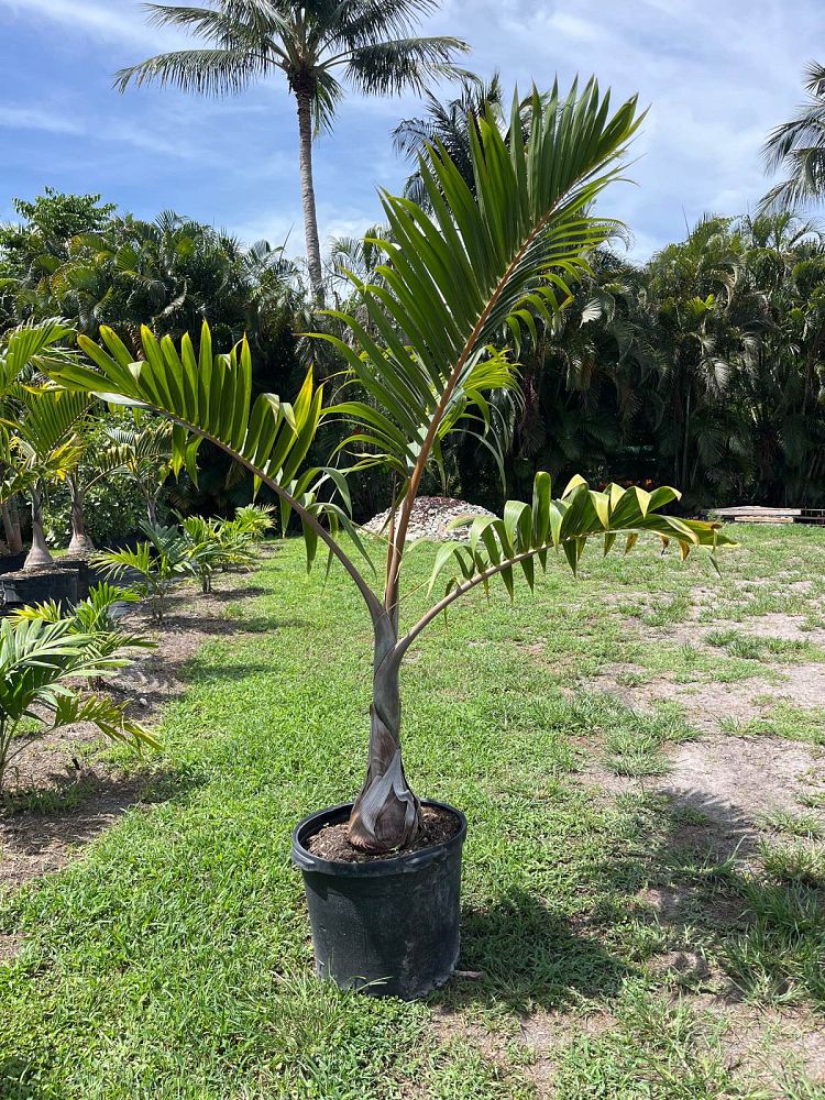 hyophorbe-lagenicaulis-bottle-palm