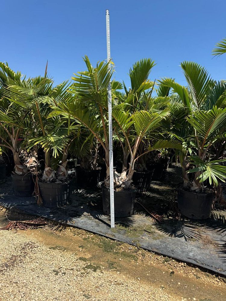 hyophorbe-lagenicaulis-bottle-palm