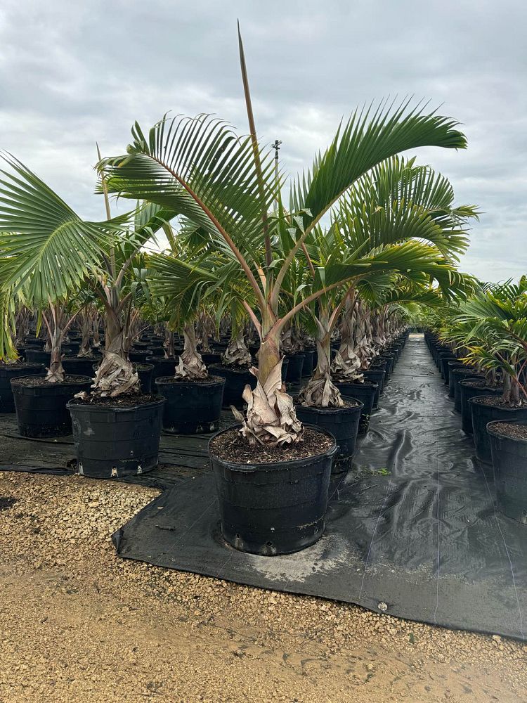 hyophorbe-lagenicaulis-bottle-palm