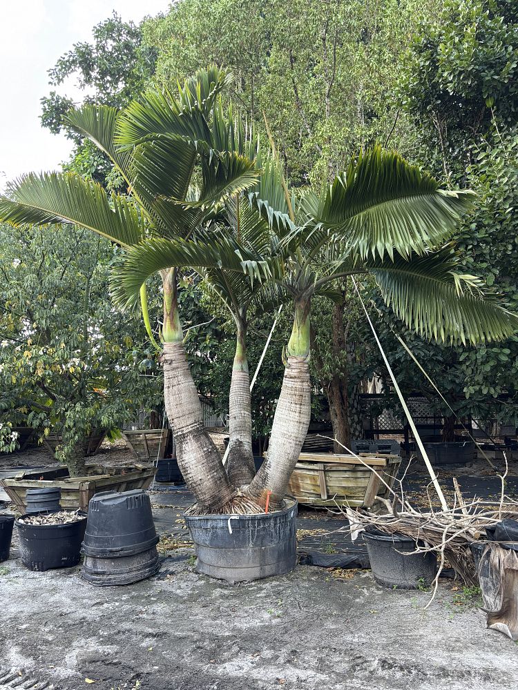 hyophorbe-lagenicaulis-bottle-palm