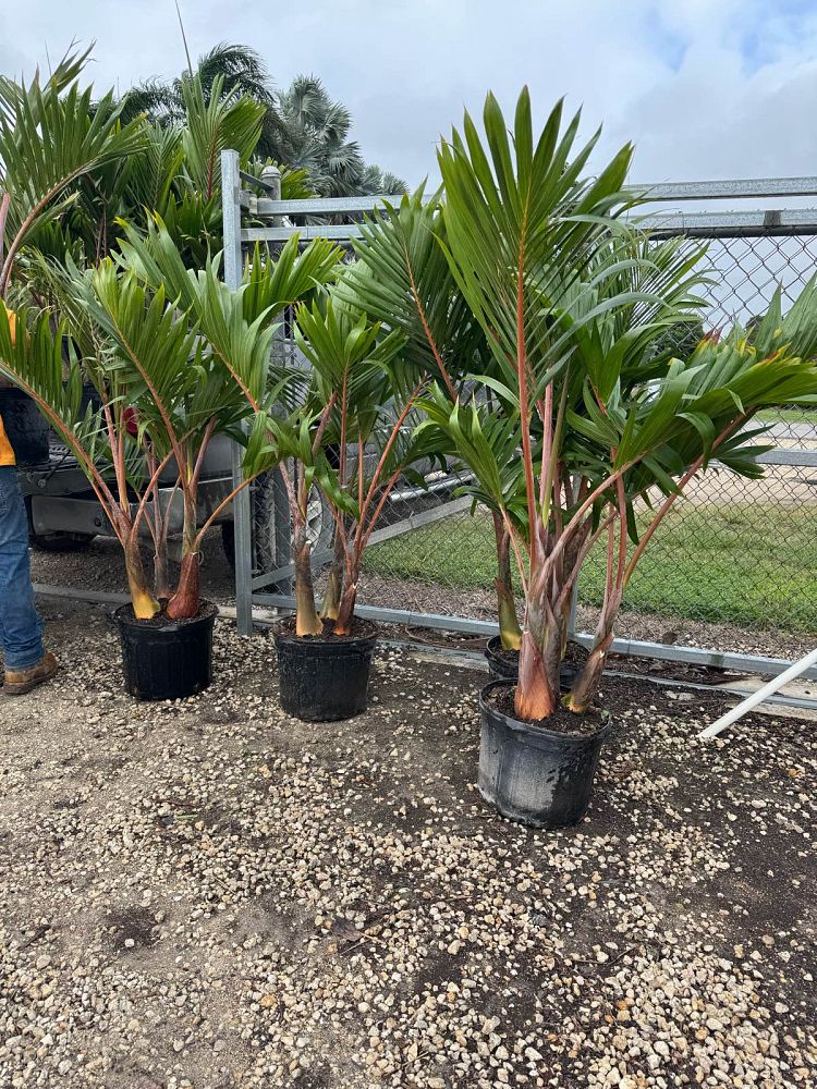 hyophorbe-lagenicaulis-bottle-palm