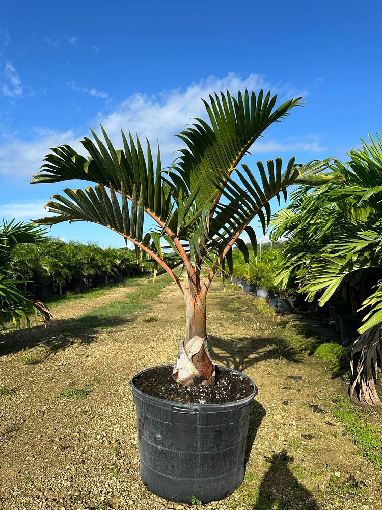 hyophorbe-lagenicaulis-bottle-palm