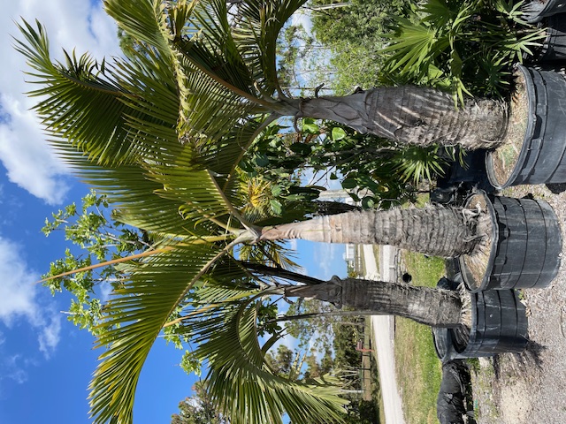 hyophorbe-lagenicaulis-bottle-palm