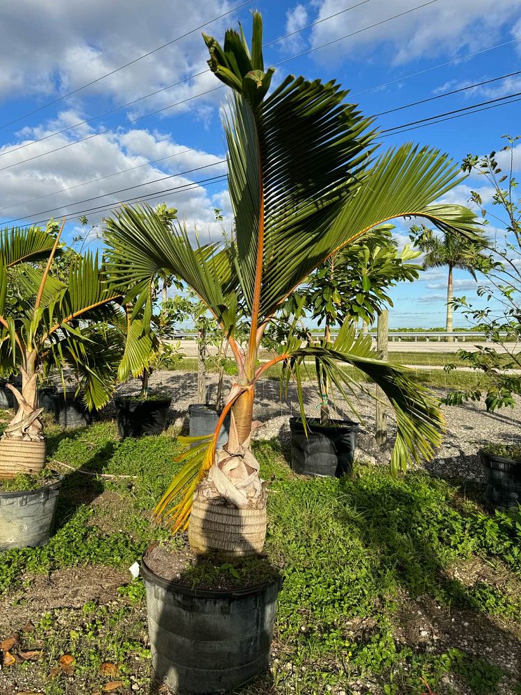 hyophorbe-lagenicaulis-bottle-palm