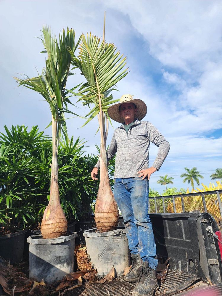 hyophorbe-lagenicaulis-bottle-palm