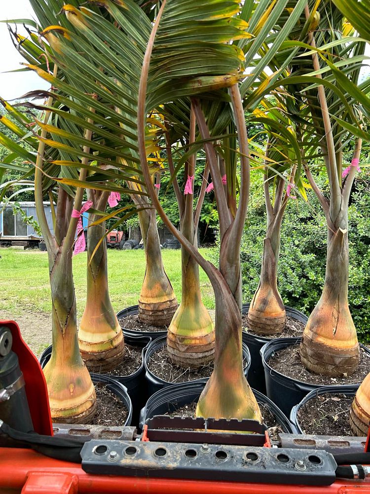 hyophorbe-lagenicaulis-bottle-palm