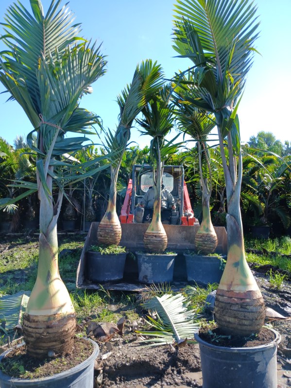 hyophorbe-lagenicaulis-bottle-palm