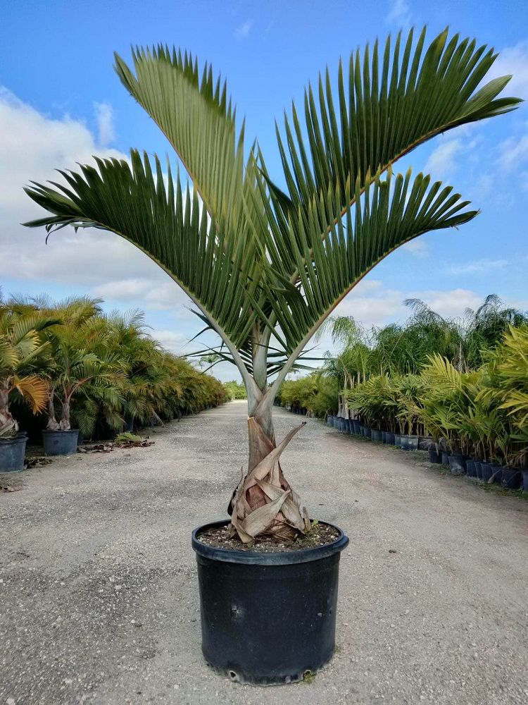 hyophorbe-lagenicaulis-bottle-palm