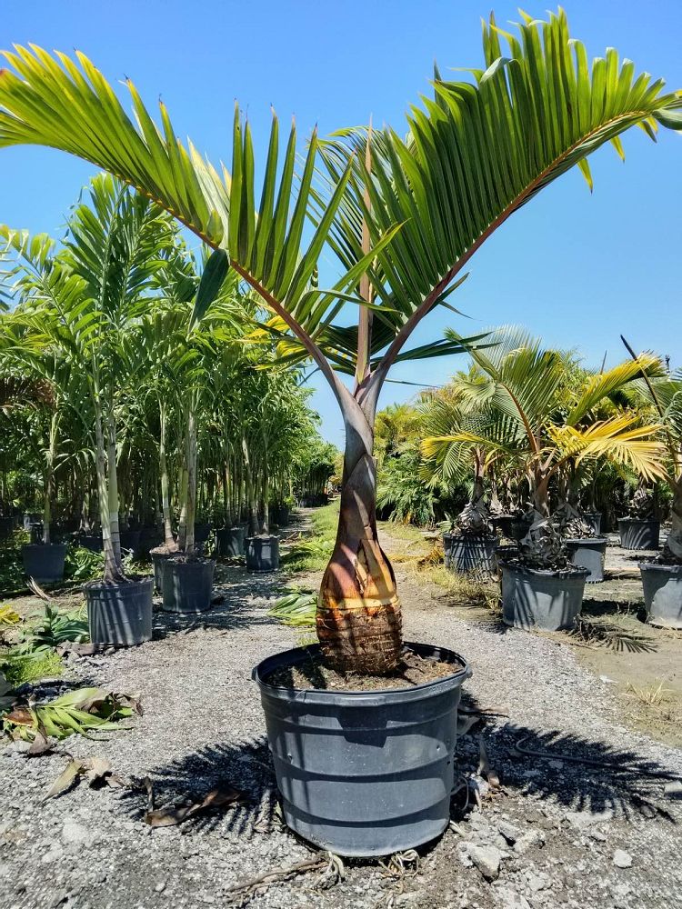 hyophorbe-lagenicaulis-bottle-palm