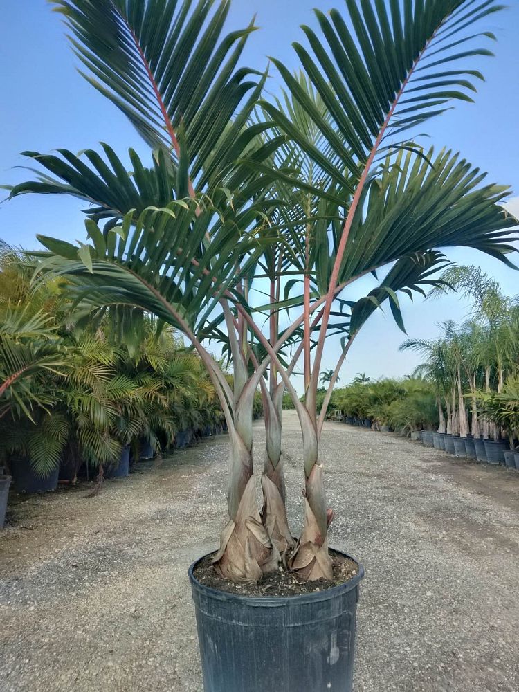 hyophorbe-lagenicaulis-bottle-palm