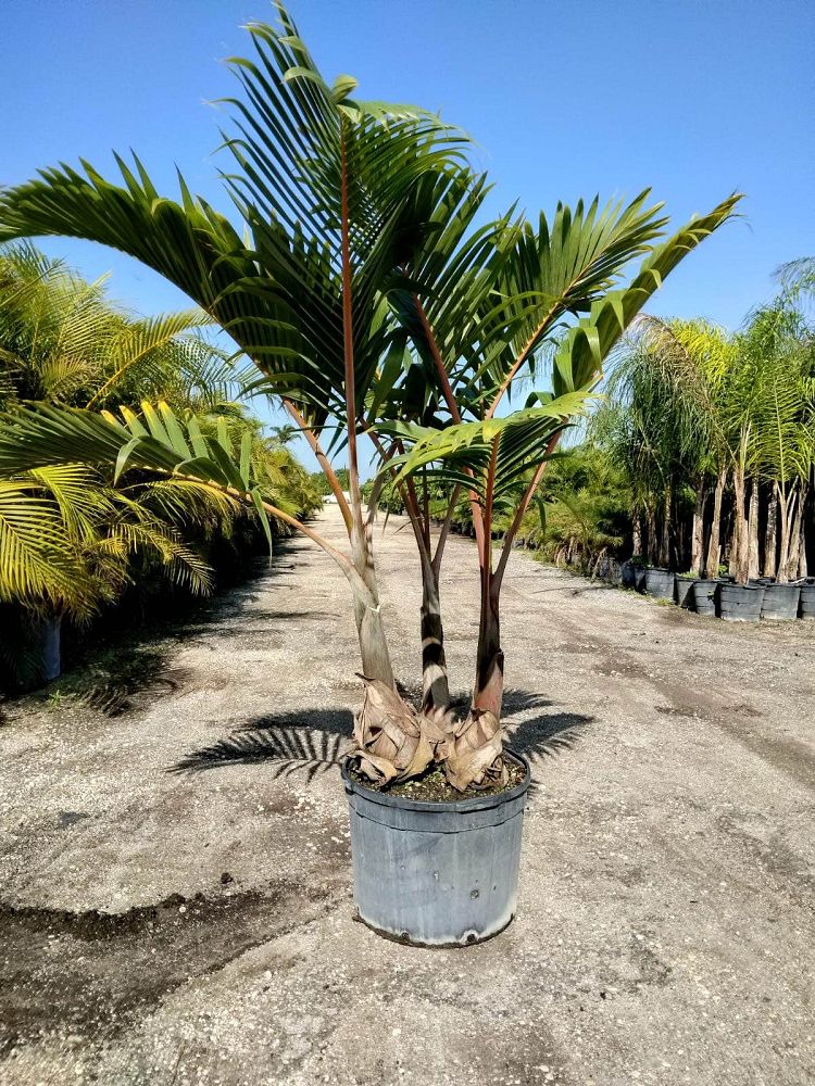 hyophorbe-lagenicaulis-bottle-palm