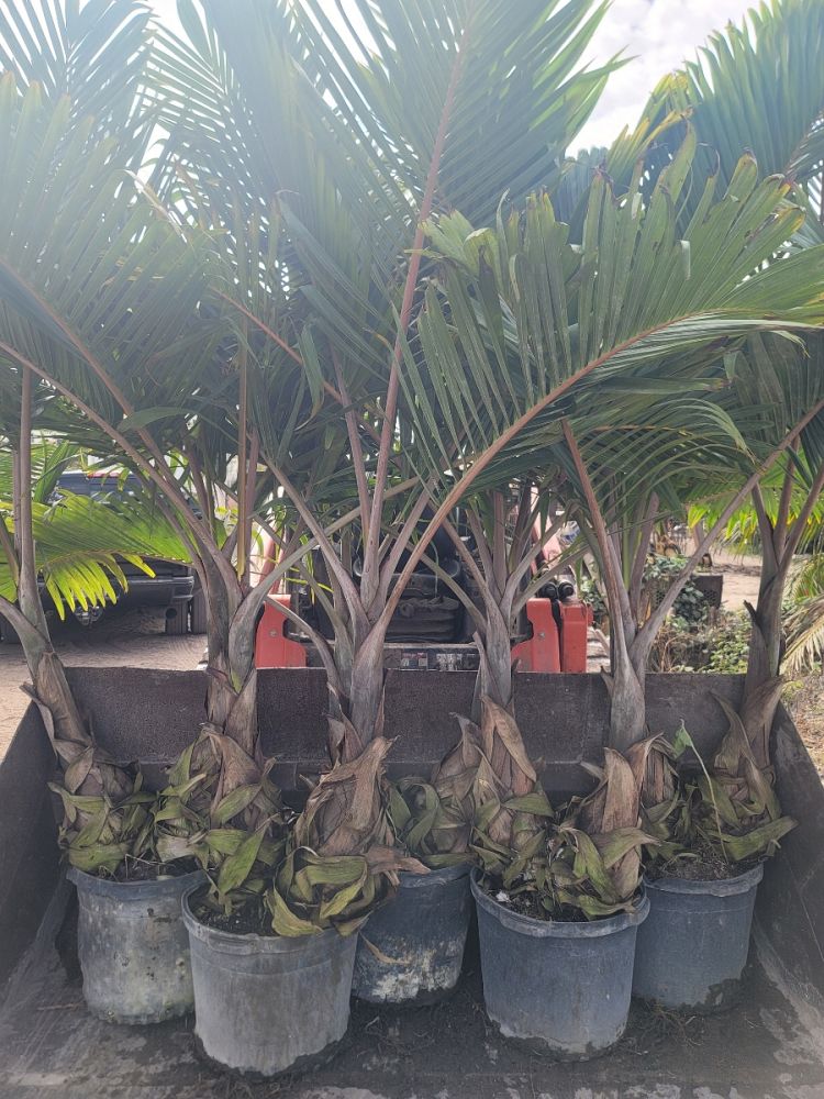 hyophorbe-lagenicaulis-bottle-palm