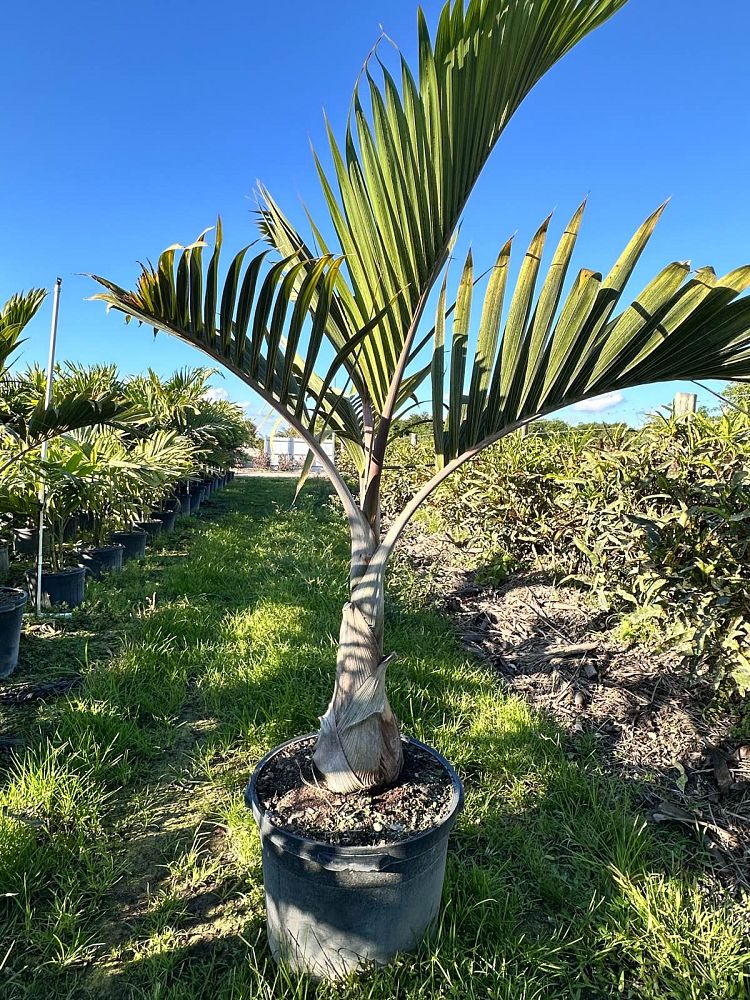 hyophorbe-lagenicaulis-bottle-palm