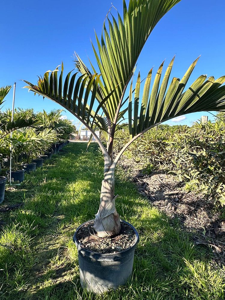 hyophorbe-lagenicaulis-bottle-palm