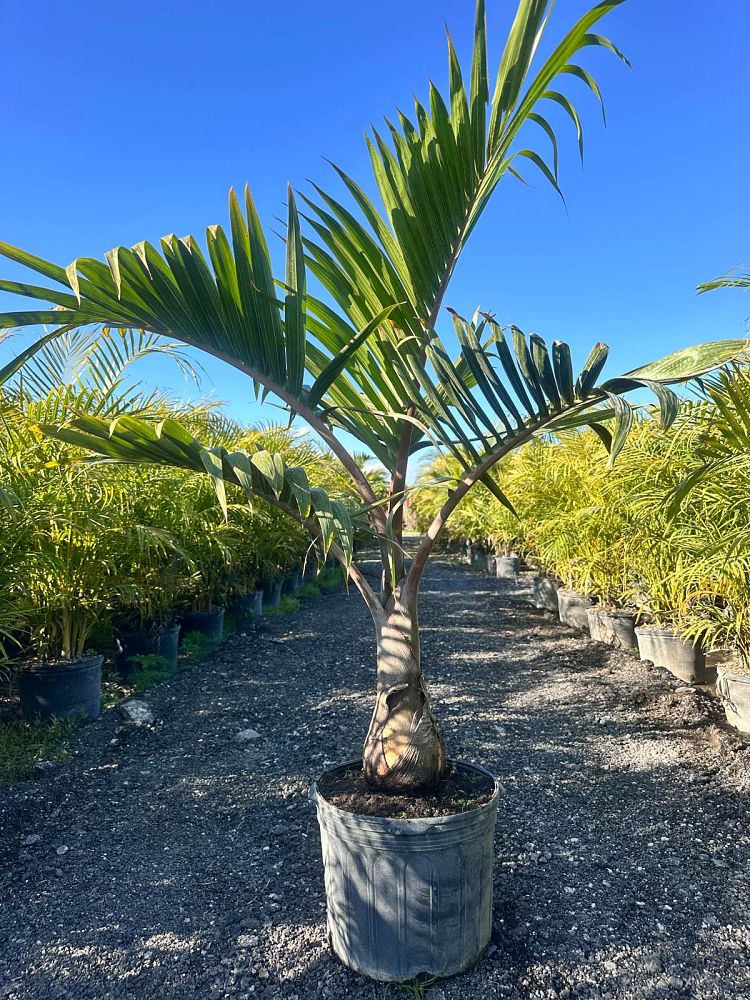 hyophorbe-lagenicaulis-bottle-palm