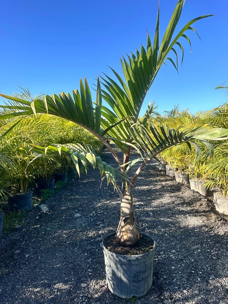 hyophorbe-lagenicaulis-bottle-palm