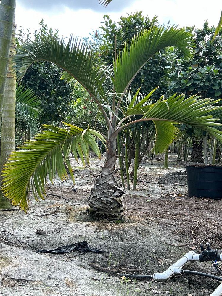hyophorbe-lagenicaulis-bottle-palm