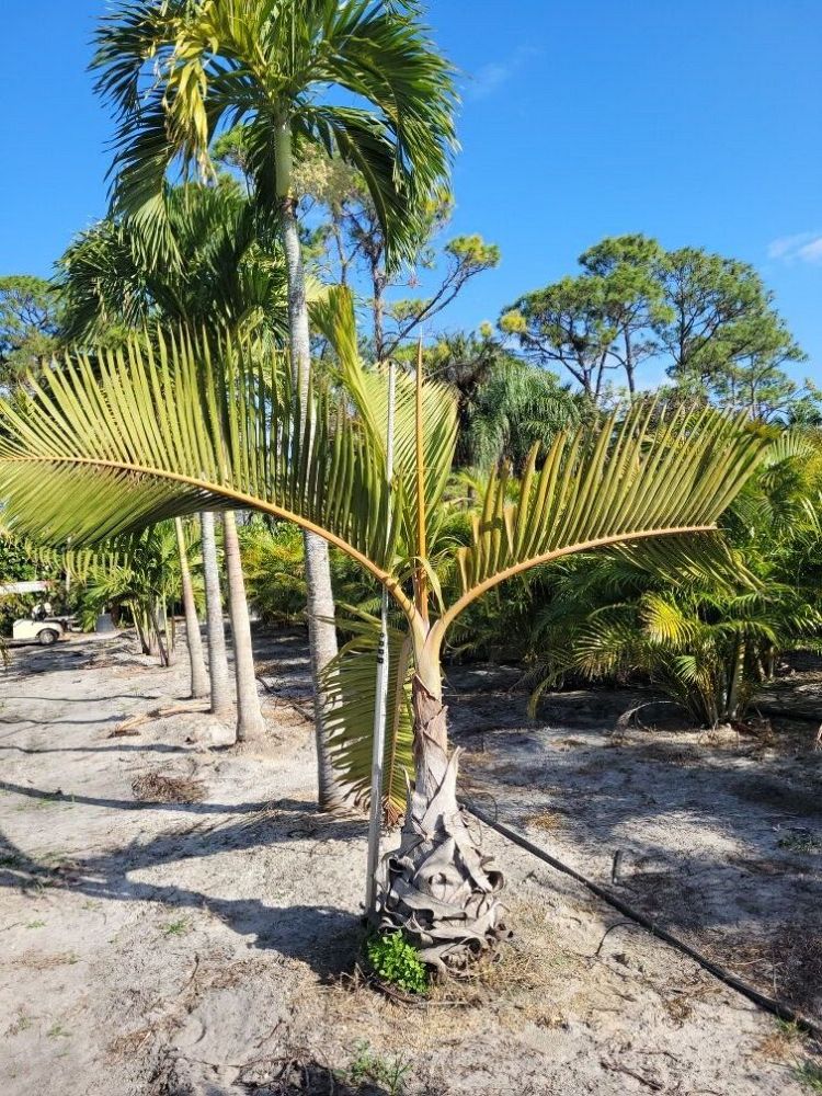 hyophorbe-lagenicaulis-bottle-palm