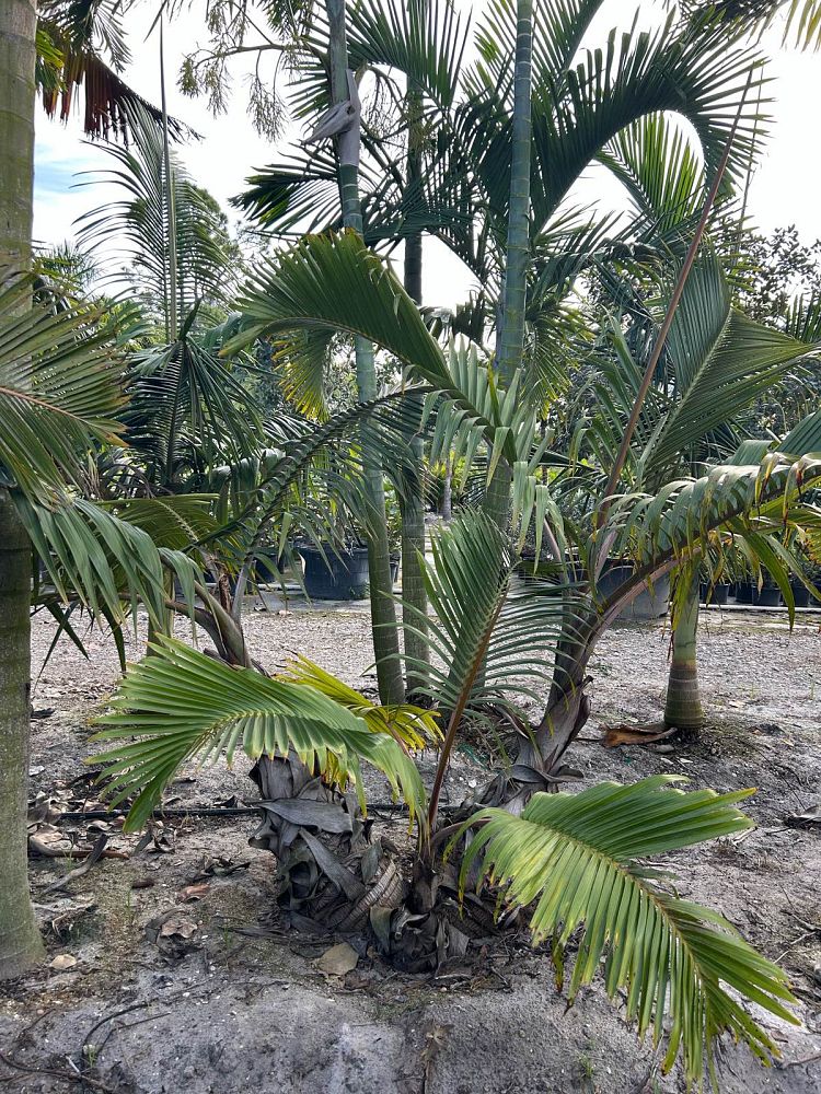 hyophorbe-lagenicaulis-bottle-palm