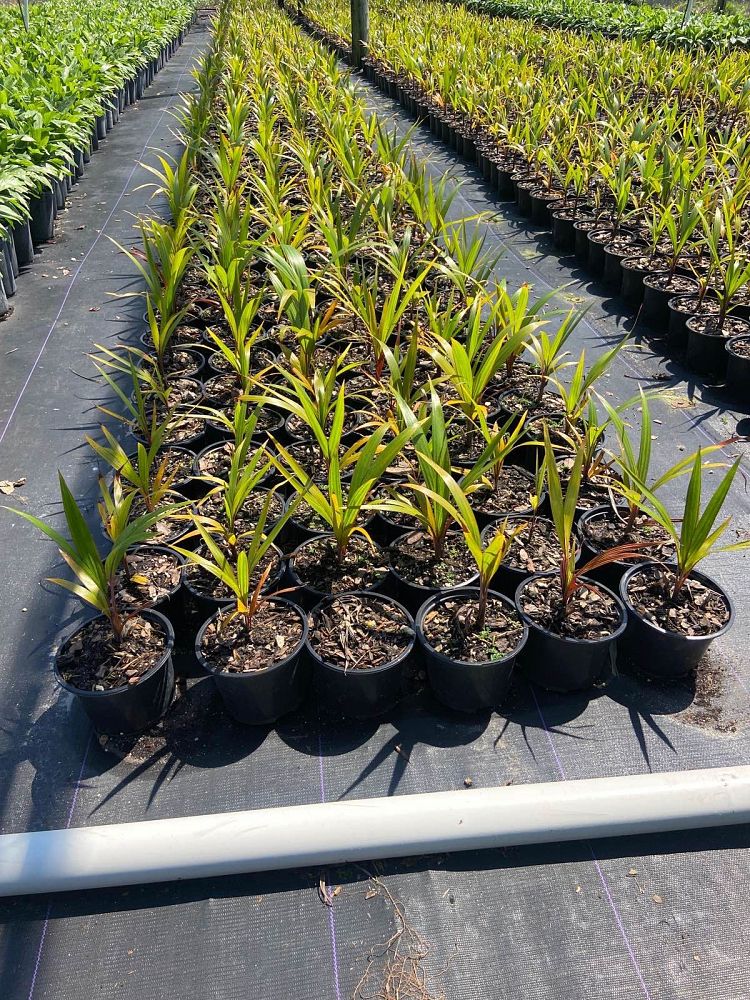 hyophorbe-lagenicaulis-bottle-palm