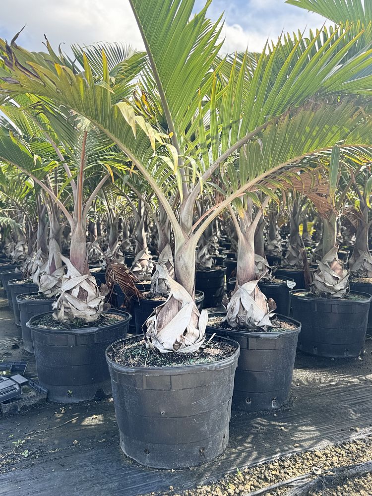 hyophorbe-lagenicaulis-bottle-palm