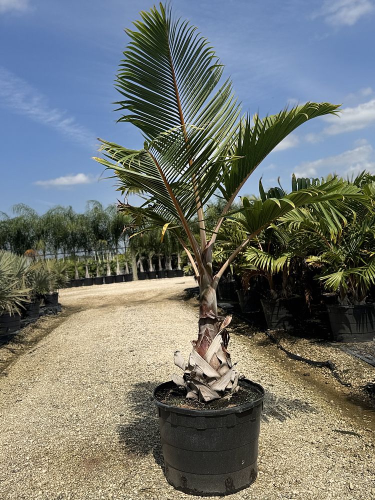 hyophorbe-lagenicaulis-bottle-palm