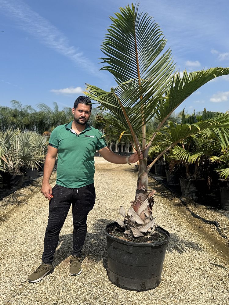 hyophorbe-lagenicaulis-bottle-palm