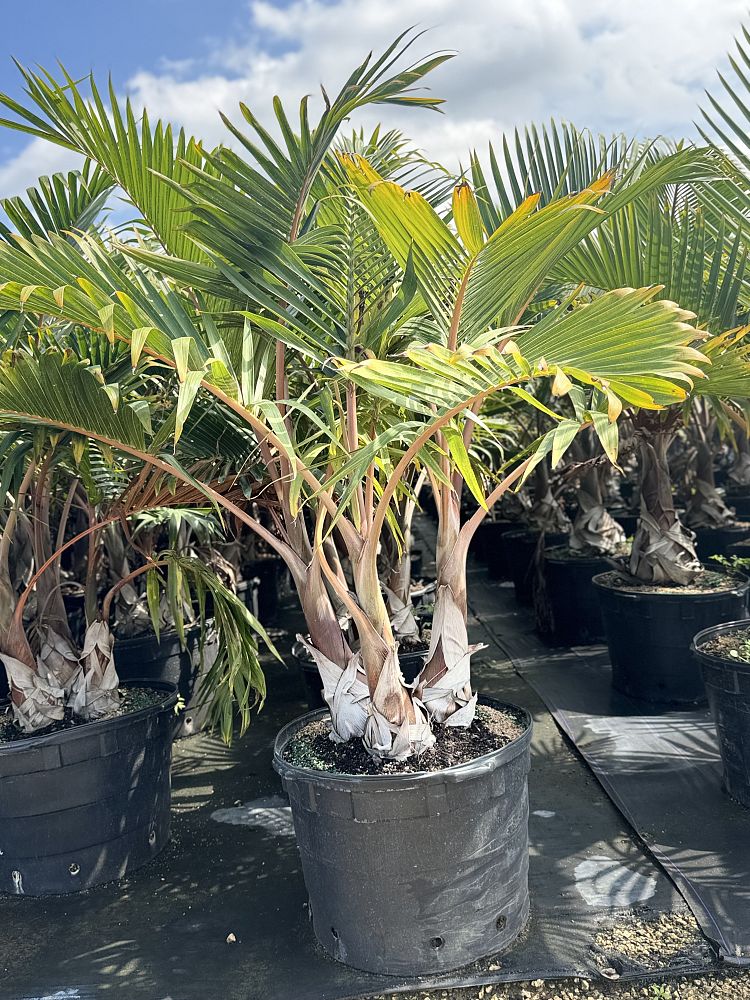 hyophorbe-lagenicaulis-bottle-palm