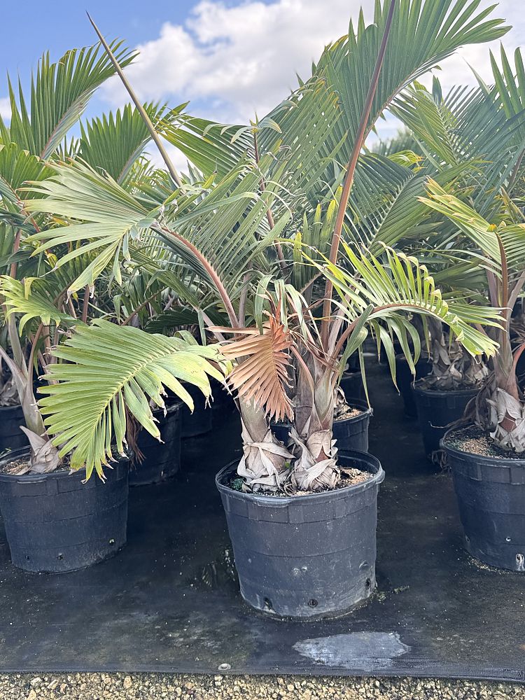 hyophorbe-lagenicaulis-bottle-palm