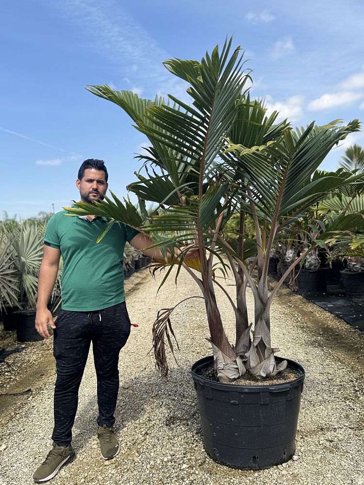 hyophorbe-lagenicaulis-bottle-palm