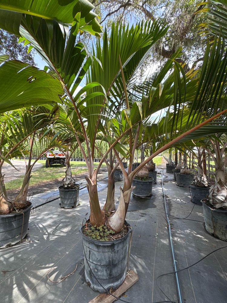 hyophorbe-lagenicaulis-bottle-palm
