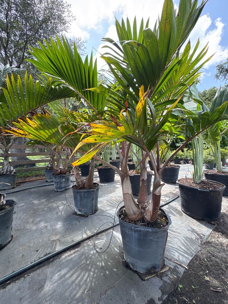 hyophorbe-lagenicaulis-bottle-palm