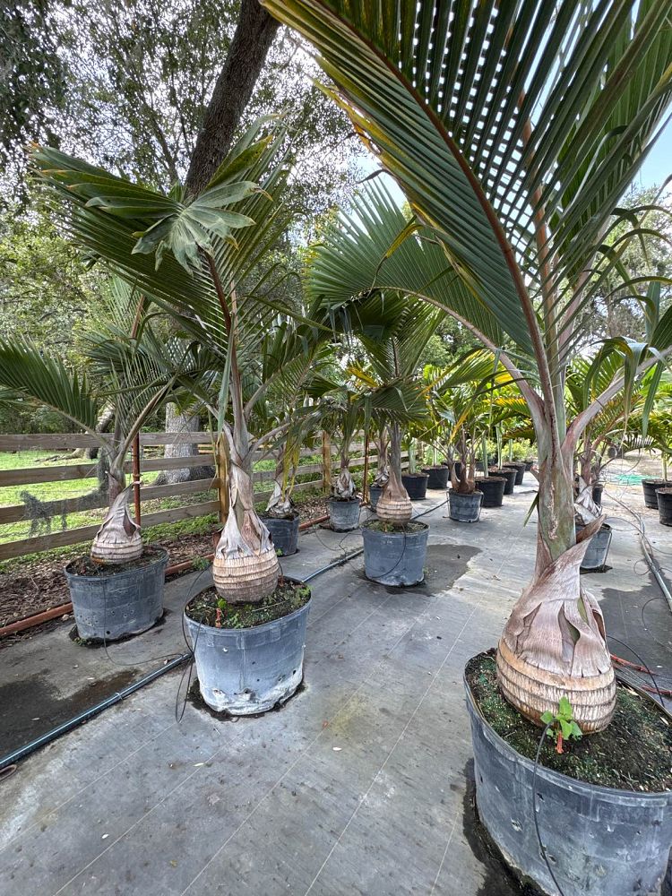 hyophorbe-lagenicaulis-bottle-palm