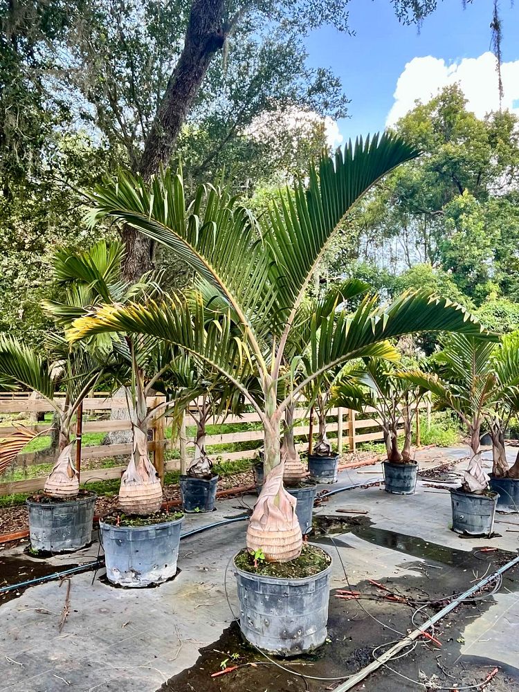 hyophorbe-lagenicaulis-bottle-palm